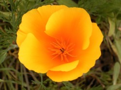 Eschscholzia_californica_(El_Paso)_03